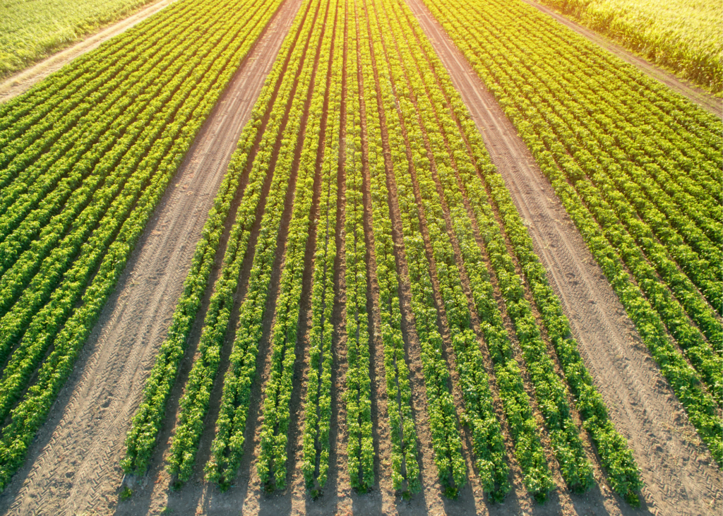 5 Tips for Water Distribution Uniformity in Your Vineyard Lumo