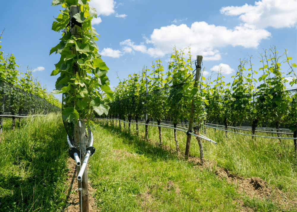 Irrigation management best practices for vineyards