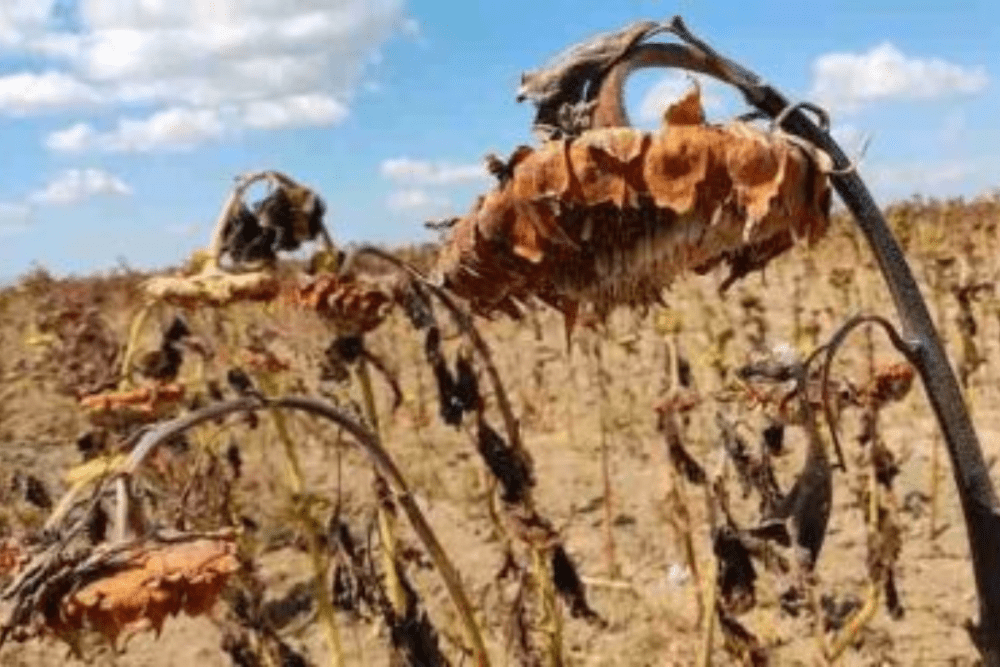 Crops drying out from drought