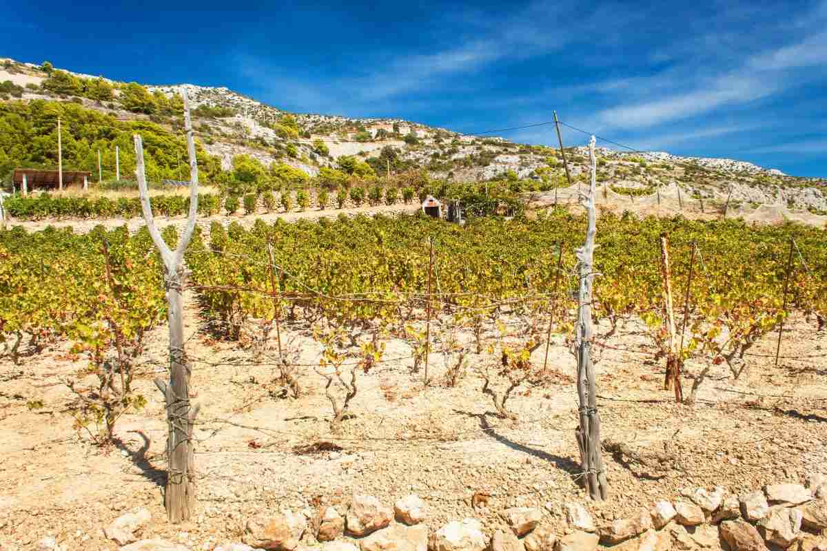 Plant water stress on california vineyard