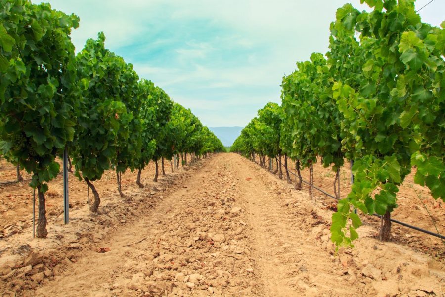 Vineyard irrigation technology