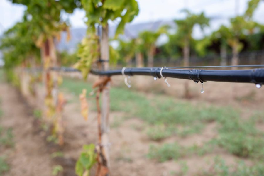 How Precision Agriculture Improves the Quality and Quantity of Winegrapes