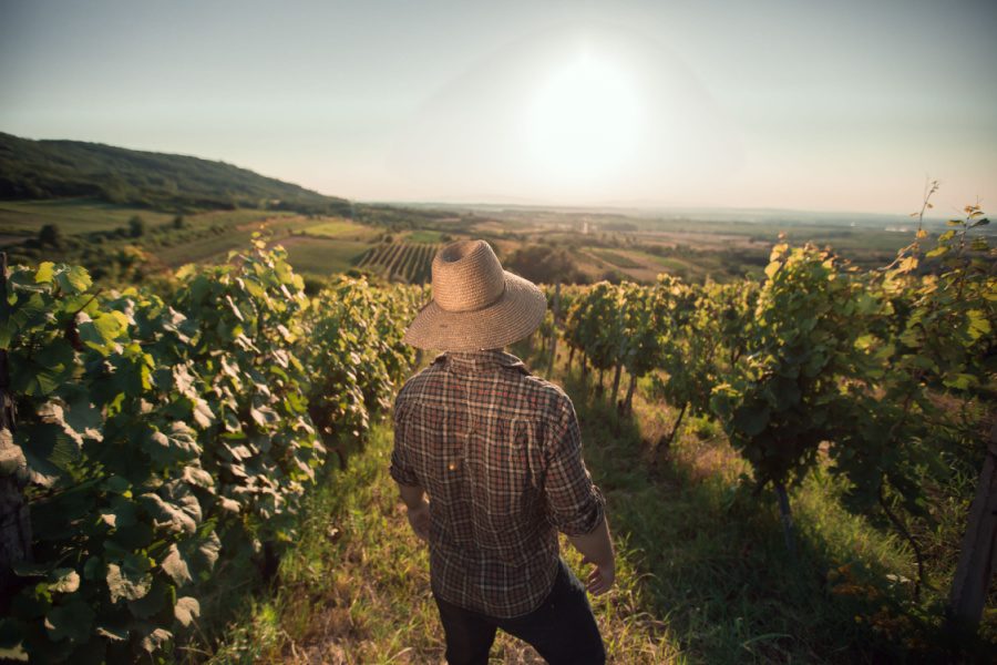 Top challenges vineyard managers face in 2023