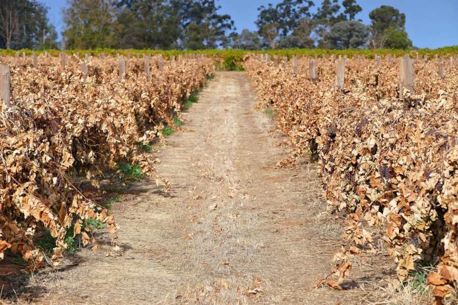 How to run a vineyard in a drought blog image