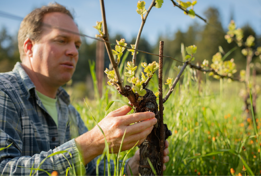 Kurt Beitler tending to his vines