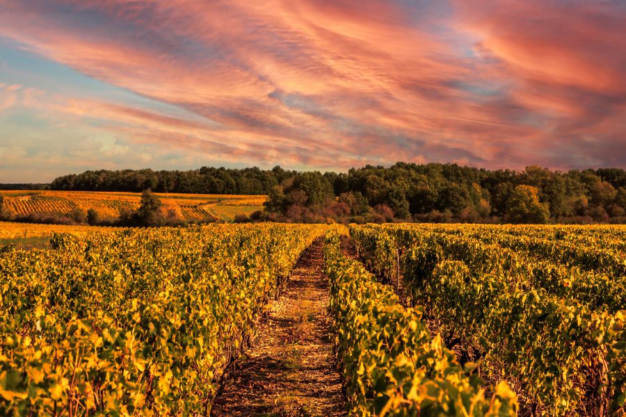 beautiful sunset over a vineyard