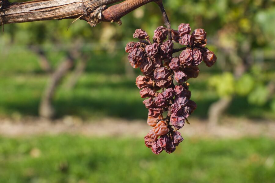 Wine grapes that have been dried out from under irrigating