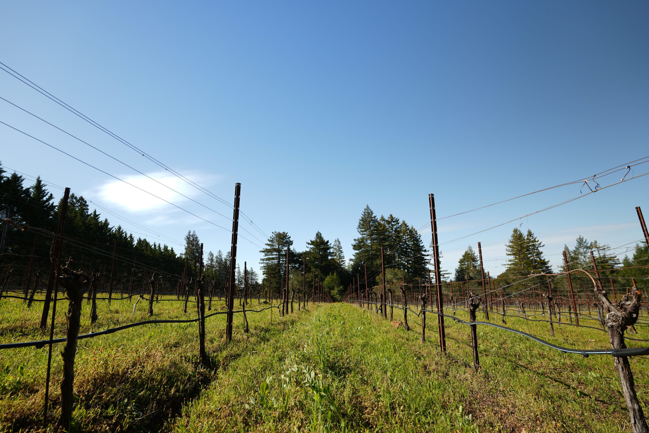 A sustainable vineyard in Napa