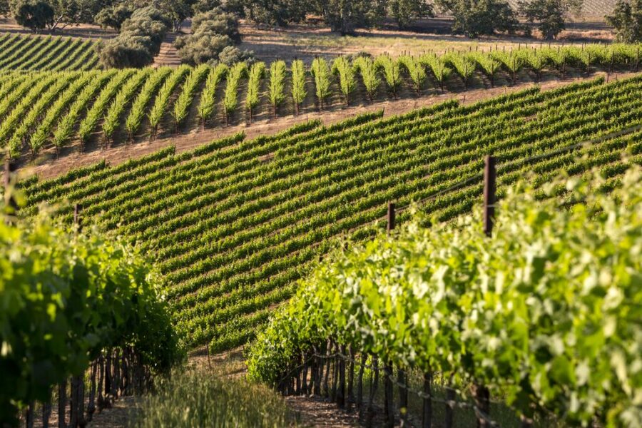 Wente Vineyards uses Lumo's irrigation automation technology in their Ernest Ranch Vineyard