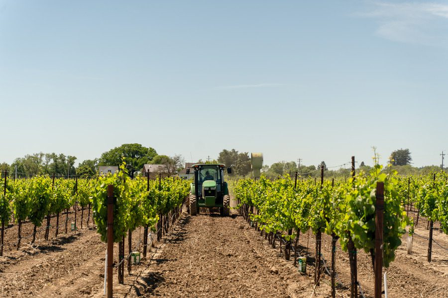 Tractor drives down vineyard row in California.