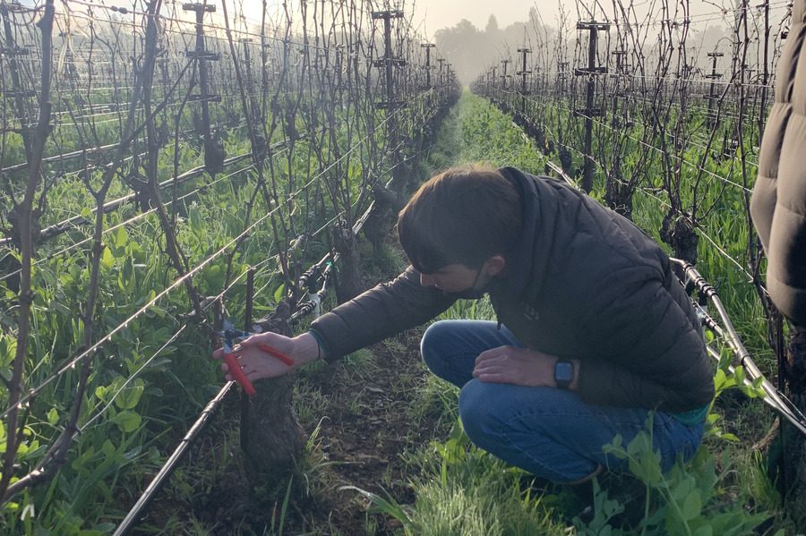 Aaron Rubin working in a vineyard.