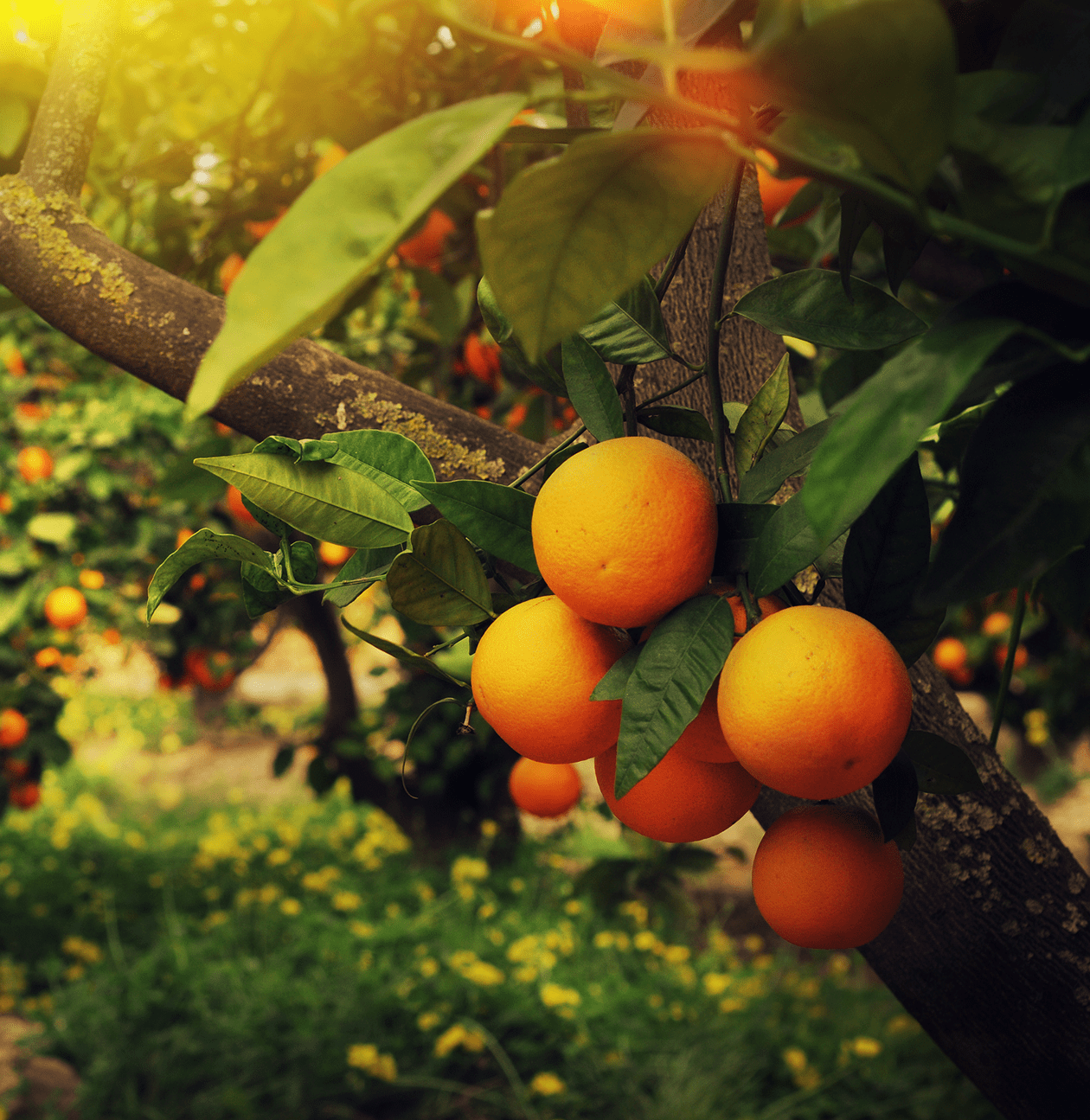 Close up image of oranges grown with precision irrigation