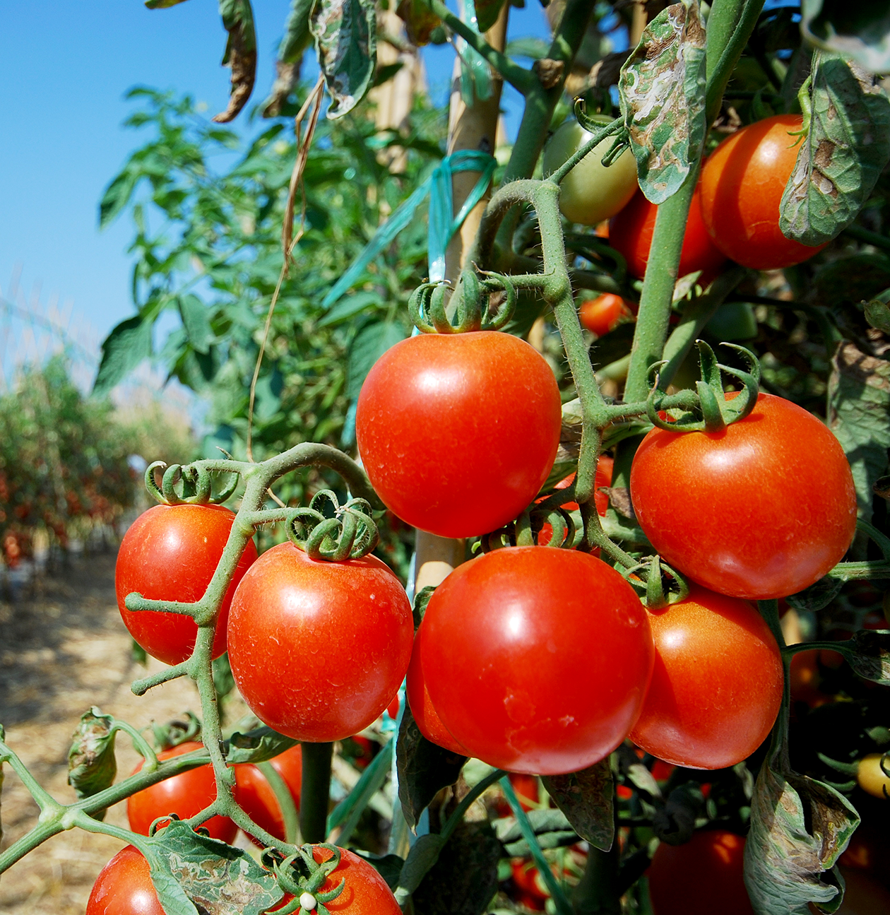 grower using drip irrigation for tomatoes