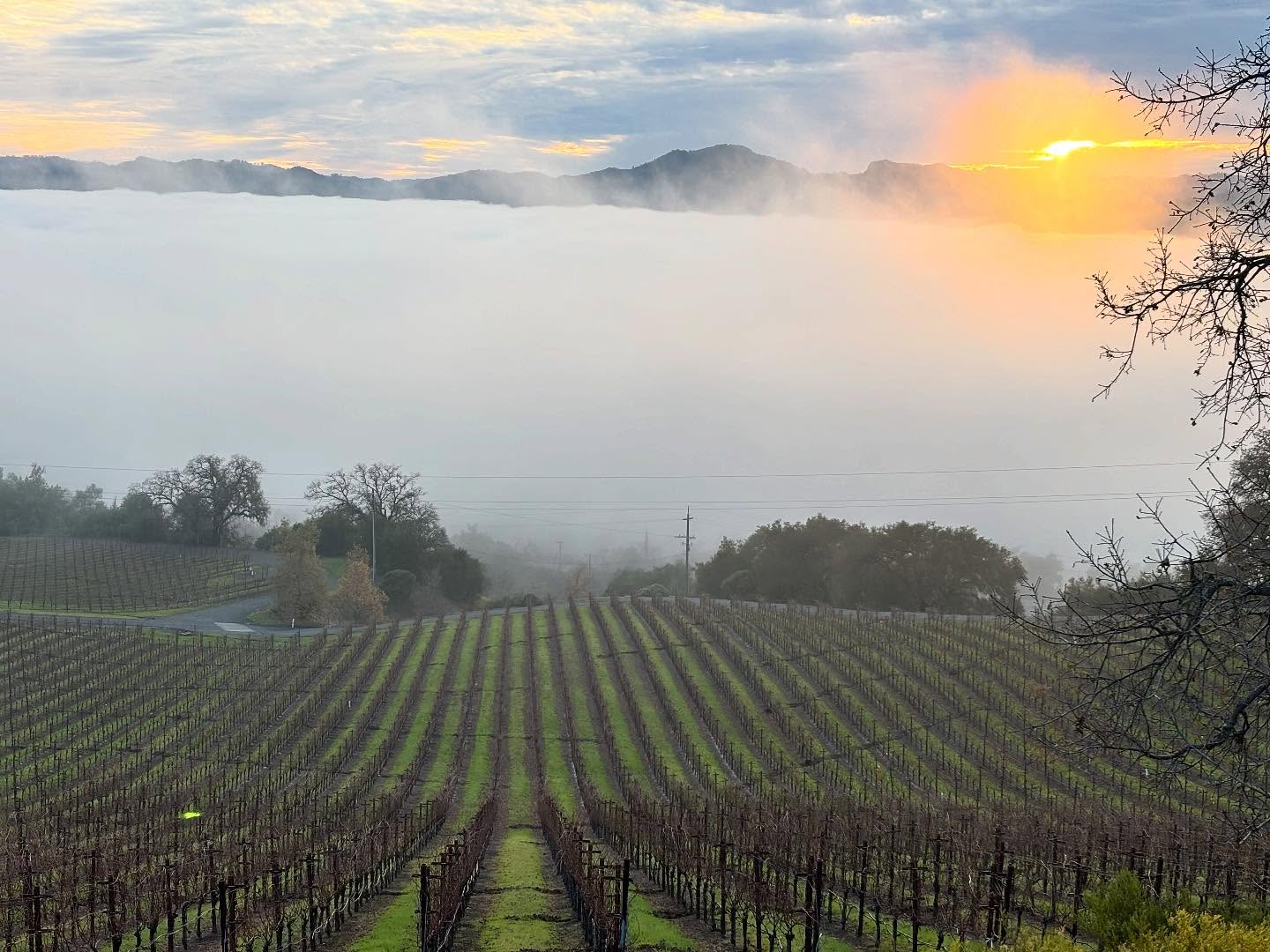 Woodhawk vineyards, overlooking Alexander Valley in Sonoma County