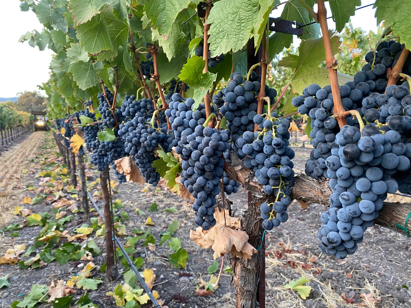 grapes at Red Door Ranch Vineyards