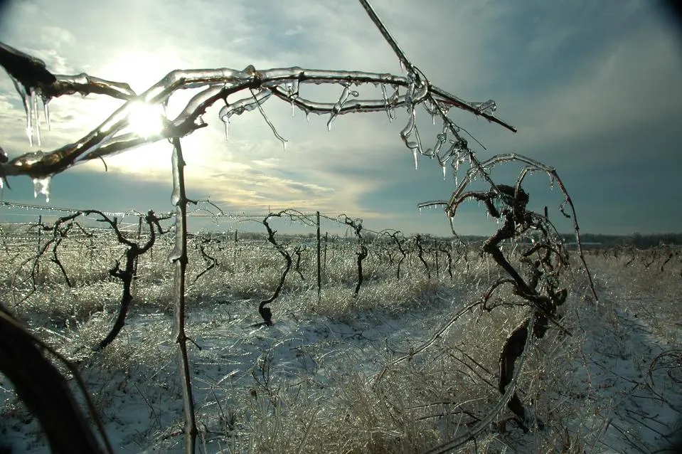 Frost on wine grape vines