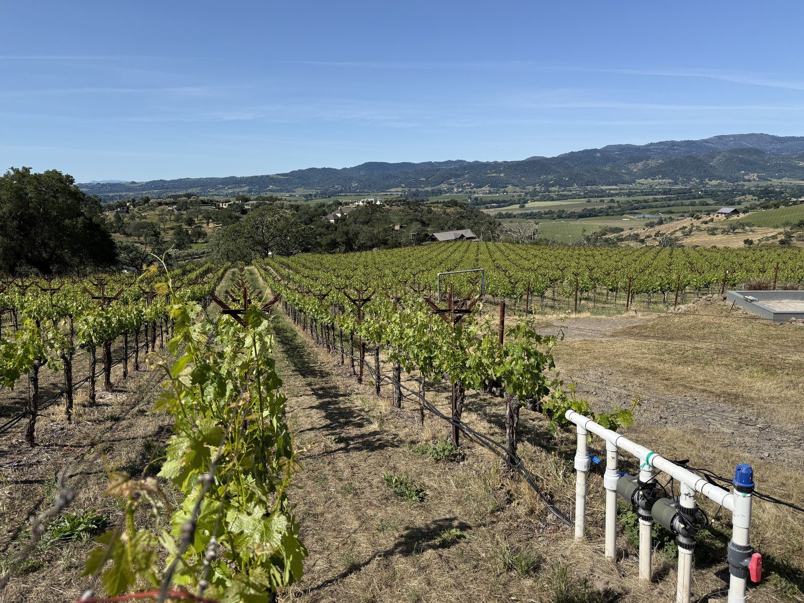 Napa