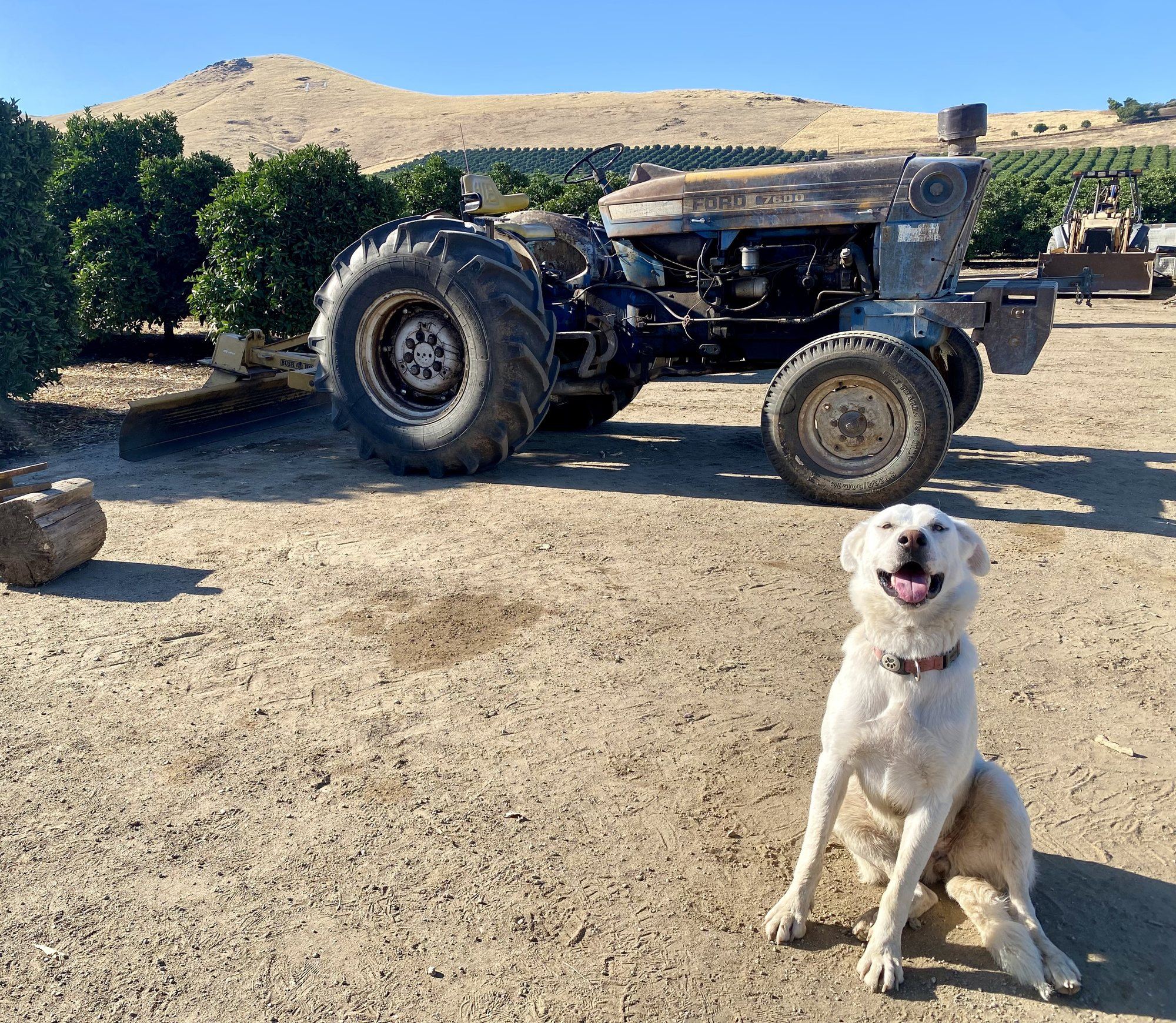 A white farm dog sitting in front of a Ford tractor at a Central Valley citrus orchard, with golden hills behind